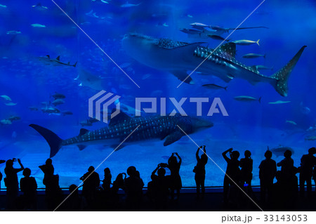 沖縄海洋博記念公園、沖縄の夏イメージ 33143053