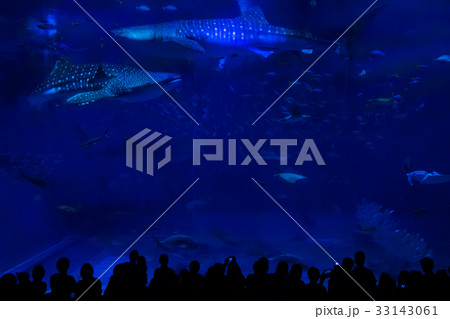 沖縄海洋博記念公園、沖縄の夏イメージ 33143061