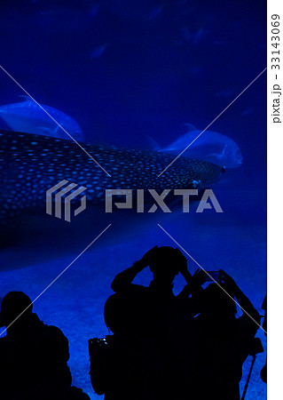 沖縄海洋博記念公園、沖縄の夏イメージ 33143069