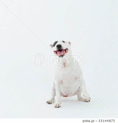 ブルテリア　アイパンチ 33144875