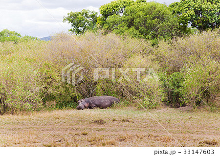 hippo in maasai mara national reserve at africa 33147603