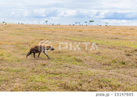 hyena hunting in savannah at africa 33147605