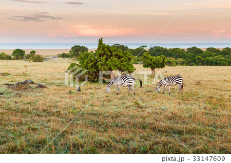 herd of zebras grazing in savannah at africa herd of zebras grazing in savannah at africa 33147609