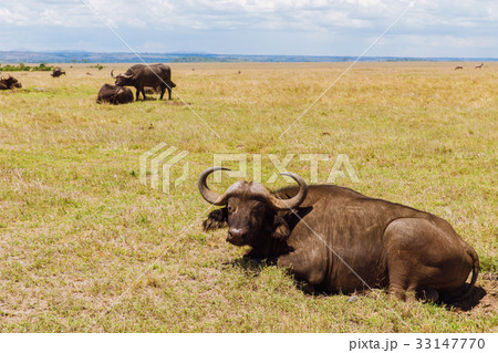 buffalo bulls grazing in savannah at africa buffalo bulls grazing in savannah at africa 33147770