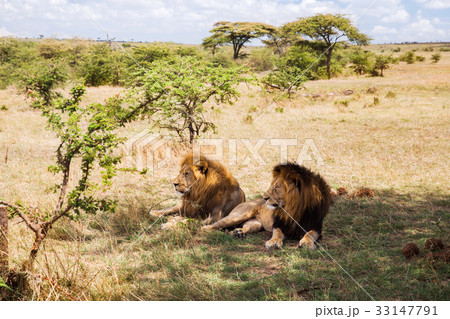 male lions resting in savannah at africa male lions resting in savannah at africa 33147791