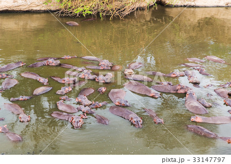 herd of hippos swimming in mara river at africa 33147797