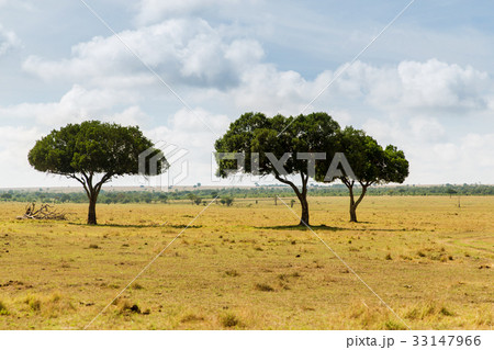 acacia trees in savannah at africa 33147966
