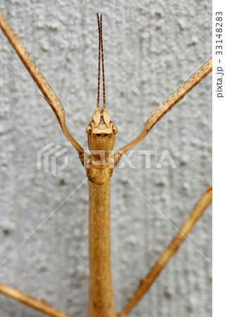 ナナフシ 33148283