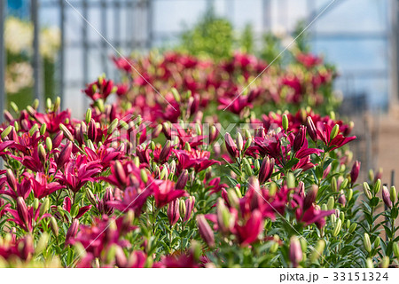 赤色のユリの花 赤色のユリの花 33151324