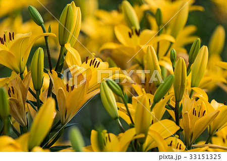 黄色いユリの花 黄色いユリの花 33151325