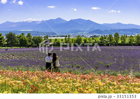 富良野・花人街道の花畑 33151353