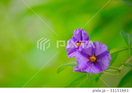 紫色の花 紫色の花 33151663