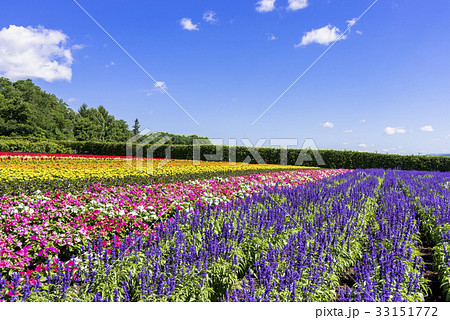 富良野・花人街道の花畑 33151772