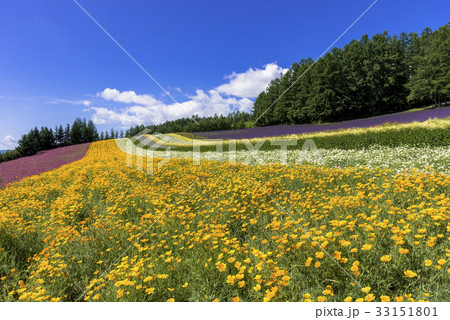 富良野・花人街道の花畑 富良野・花人街道の花畑 33151801