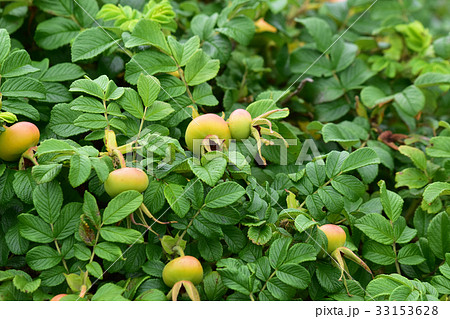 まだ青いハマナスの実 33153628