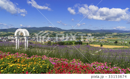 富良野・花人街道の花畑 33153674