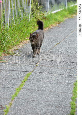 歩道を歩く野良猫 歩道を歩く野良猫 33156423
