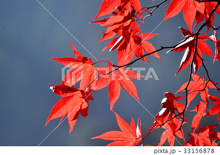 紅葉 33156878
