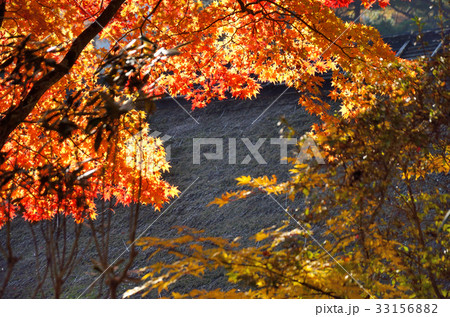 紅葉 33156882