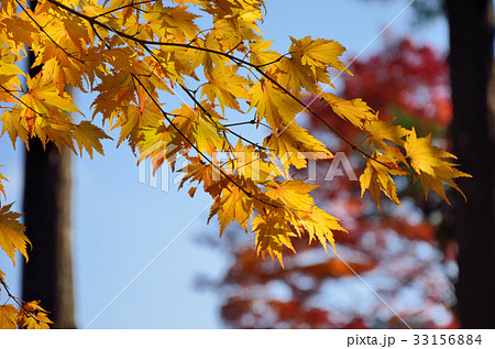 紅葉 33156884