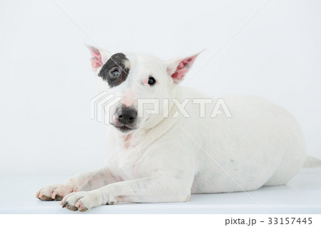 ブルテリア アイパンチ ブルテリア アイパンチ 33157445