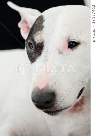 ソファーで寛ぐブルテリア 33157452