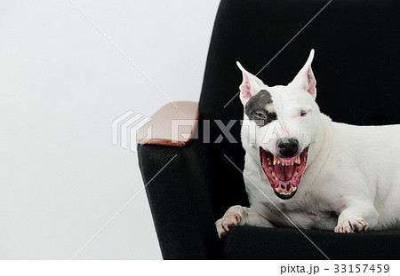 ソファーで寛ぐブルテリア 33157459