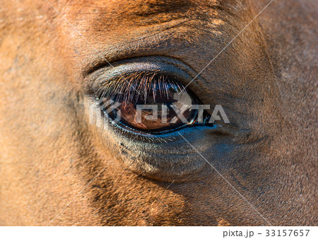 Horse eye closeup 33157657