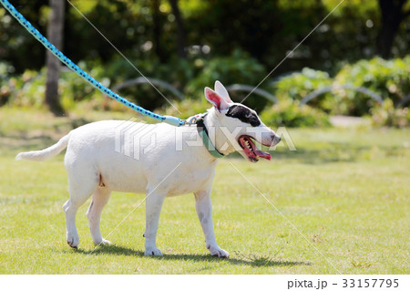 ブルテリア　散歩 33157795