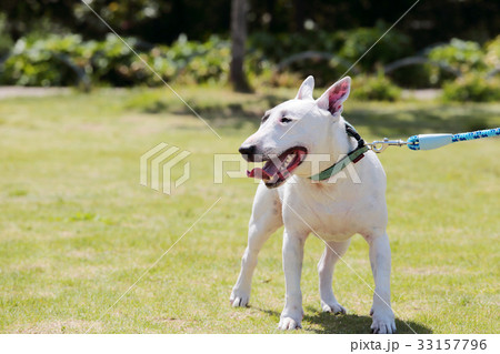 ブルテリア　散歩 33157796