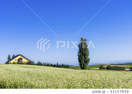 丘の町・美瑛の田園風景 33157839