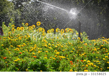 散水中の花畑 散水中の花畑 33158025