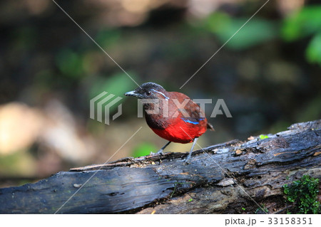 スマトラヤイロチョウ 33158351