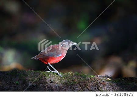 スマトラヤイロチョウ 33158375