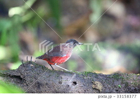 スマトラヤイロチョウ スマトラヤイロチョウ 33158377