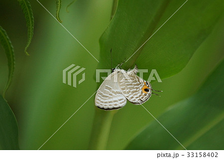 落差 違い 分岐 33158402