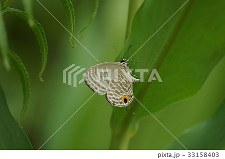 落差 違い 分岐 33158403