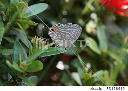 昆虫 虫 蟲 33158416