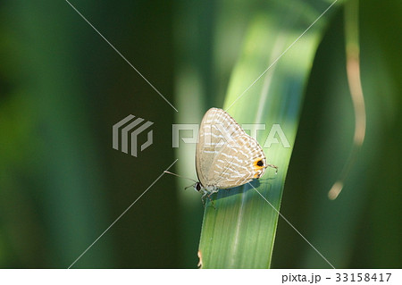 昆虫 虫 蟲 33158417