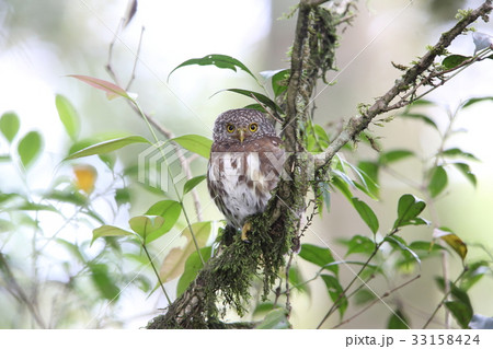 スンダヒメフクロウ 33158424