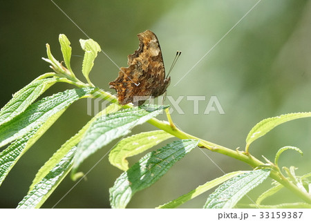 蝶 チョウ 蝴蝶 33159387