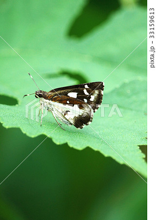 動物 動物学 節足 33159613