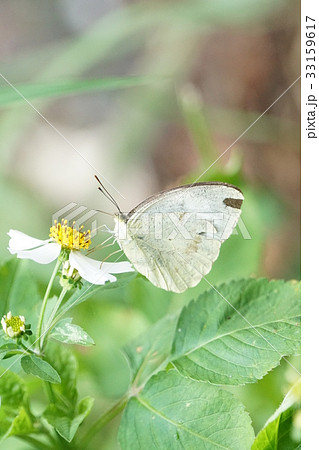 蝶 チョウ 蝴蝶 33159617