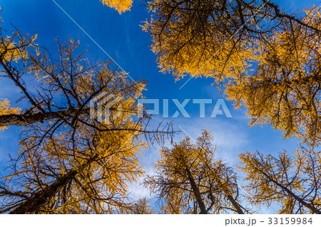 Golden larch in the mountains against the blue sky Golden larch in the mountains against the blue sky 33159984