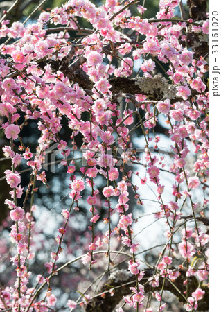 枝垂れ梅 33161020