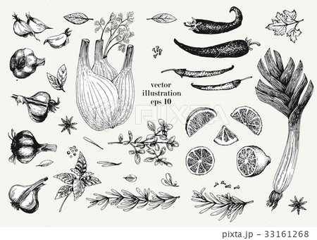 Vegetable, green and spices hand drawn vector 33161268