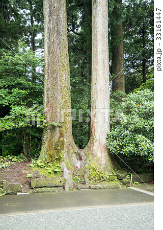 箱根神社　芦ノ湖畔のパワースポット 33161447
