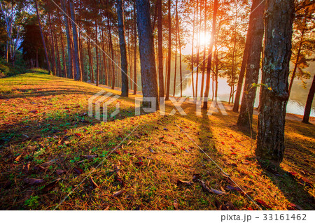pine wood of pang ung maehongsorn thailand 33161462