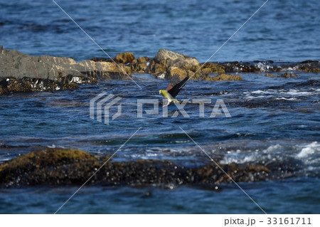海面に着水するアオバト 33161711