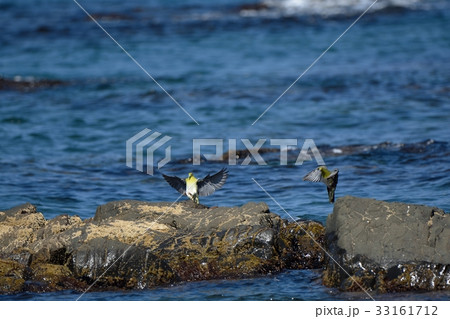 岩場に下りるアオバト 33161712